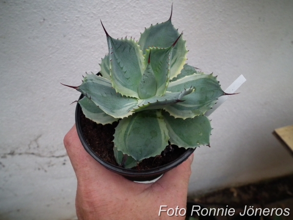 Agave potatorum variegatum